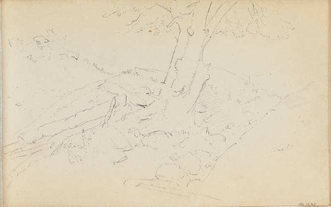 Untitled (tree trunk and logs)