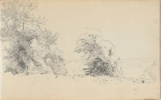 Untitled (windblown trees)