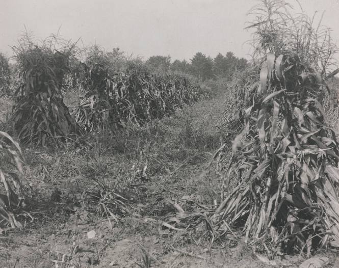 Corn Stacks