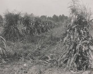 Corn Stacks