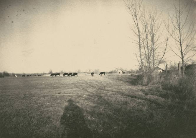 Meadow towards Bob’s house