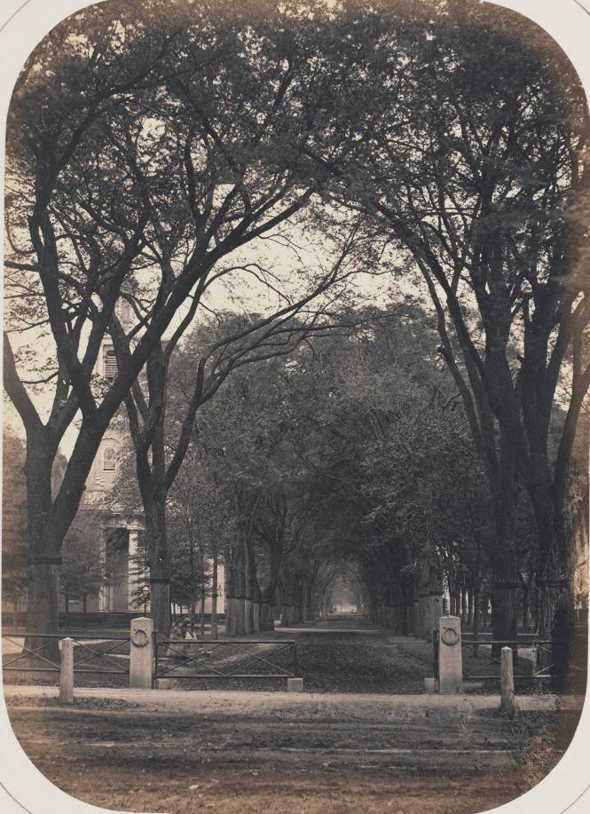 Yale University , New Haven, CT  (Tree-lined path)