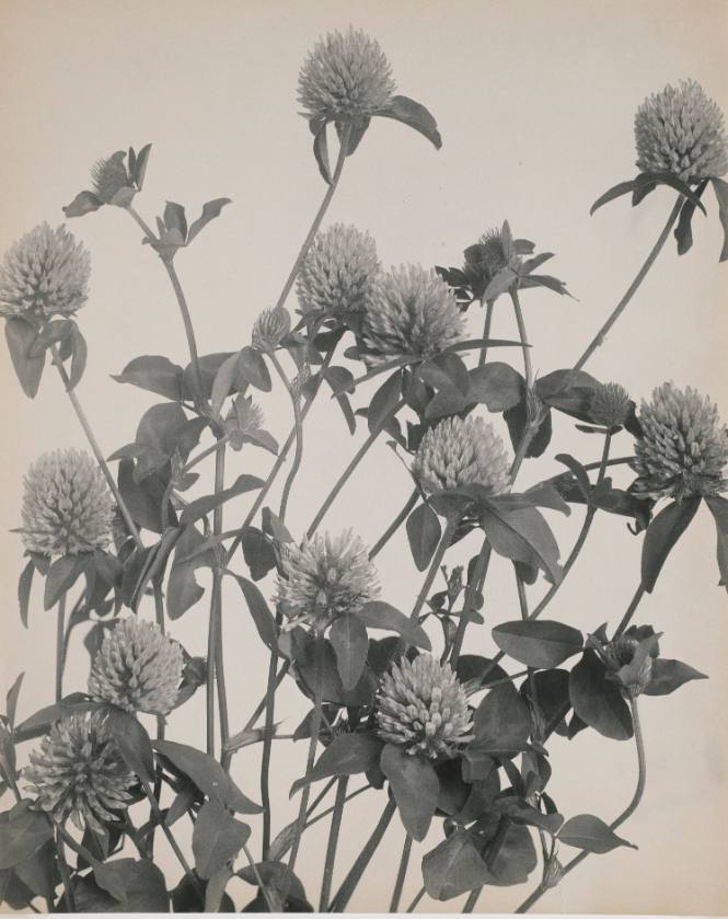 Clover from Wildflowers of New England (Pittsfield, MA, 1914)