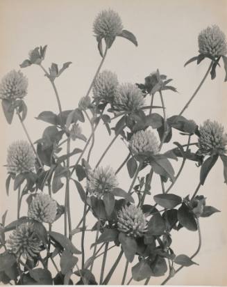 Clover from Wildflowers of New England (Pittsfield, MA, 1914)