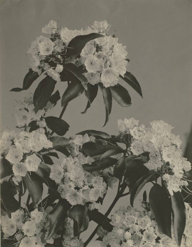 Laurel from Wildflowers of New England (Pittsfield, MA, 1914)