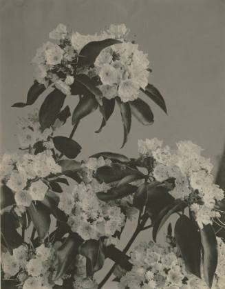 Laurel from Wildflowers of New England (Pittsfield, MA, 1914)