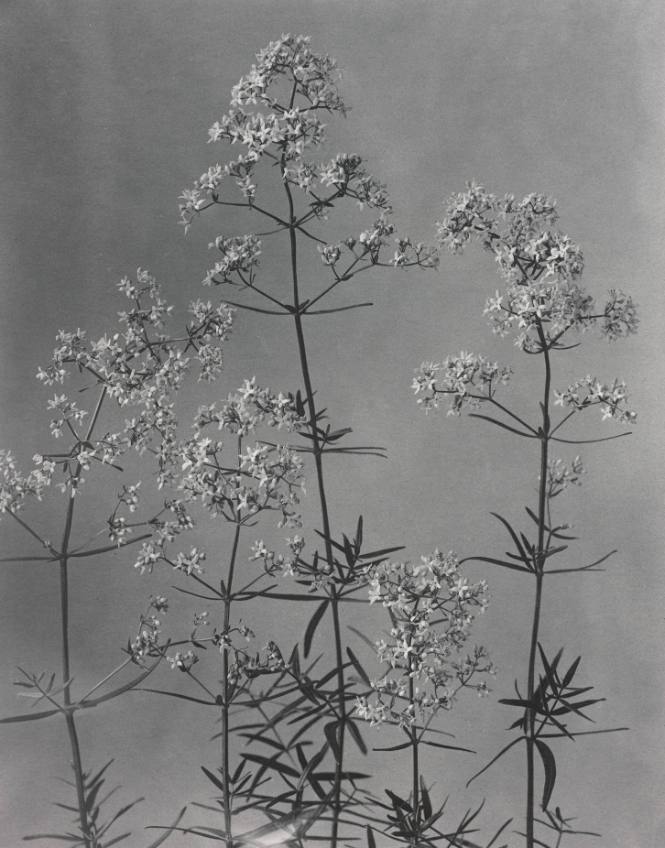 Galium boreale (Northern Bedstraw), plate 216 from Wildflowers of New England (Pittsfield, MA, 1914)