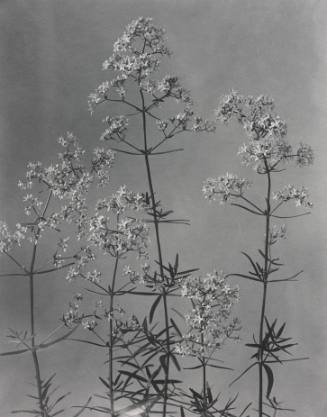 Galium boreale (Northern Bedstraw), plate 216 from Wildflowers of New England (Pittsfield, MA, 1914)