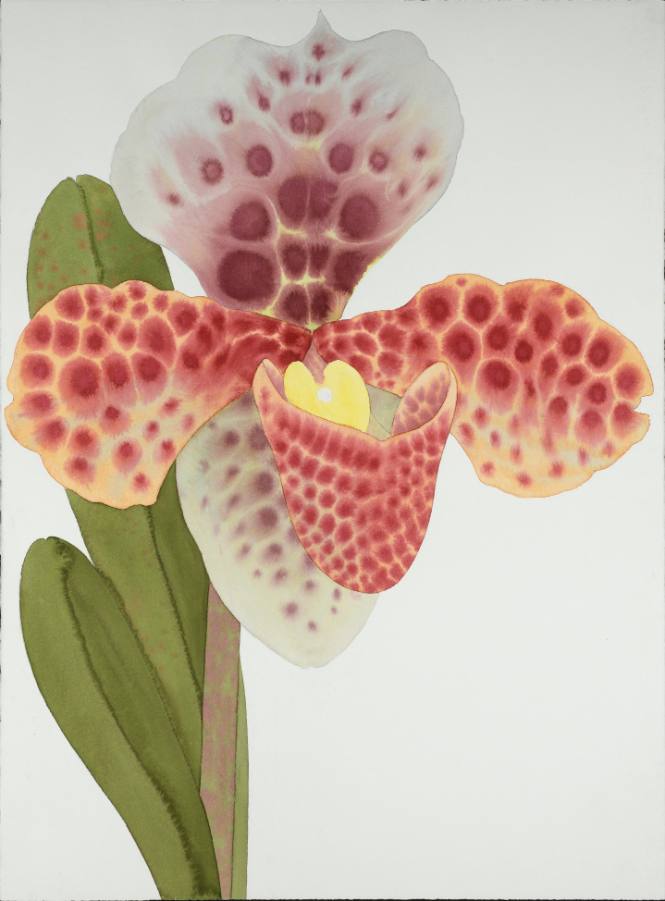 Paphiopedilum (Lady Slipper Orchid)