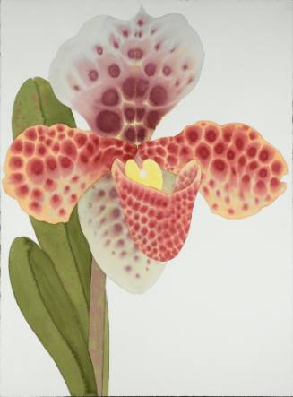 Paphiopedilum (Lady Slipper Orchid)