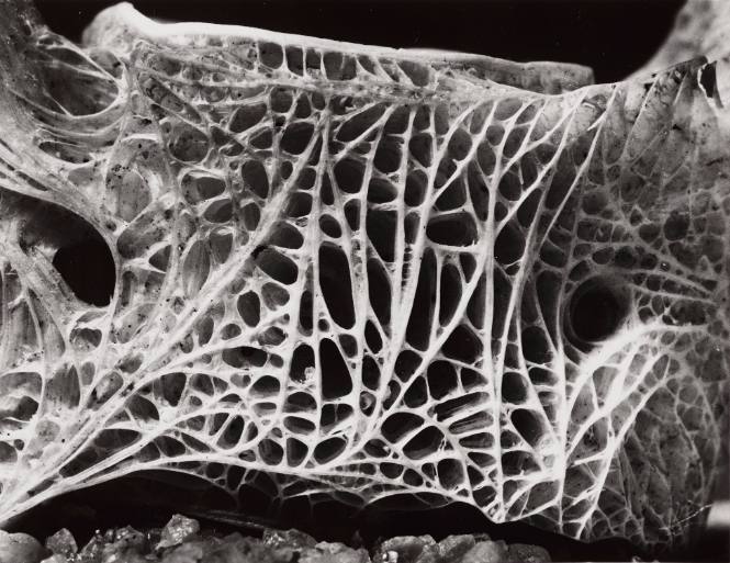 Fish Vertebra Close-up