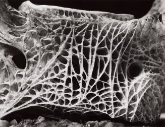 Fish Vertebra Close-up