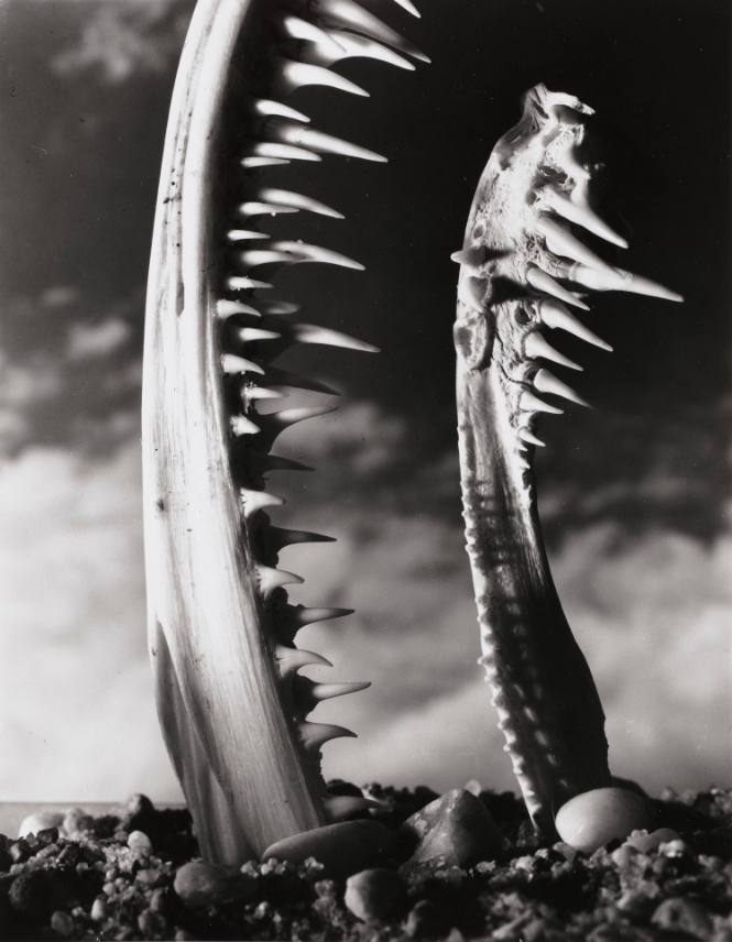Anglerfish Jawbones and Teeth