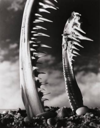 Anglerfish Jawbones and Teeth