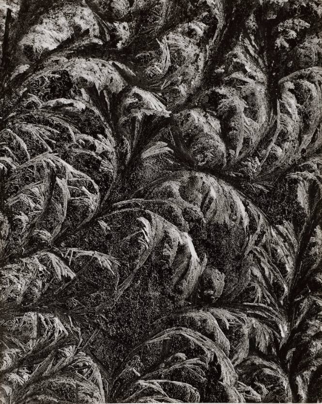 Frost on Window Pane