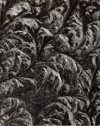 Frost on Window Pane