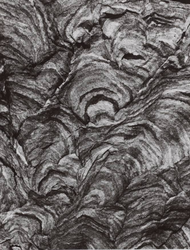 Section of White-Faced Hornet's Nest
