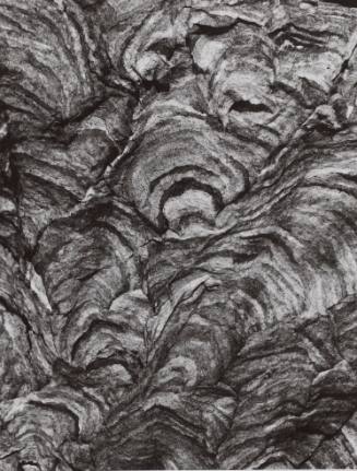 Section of White-Faced Hornet's Nest