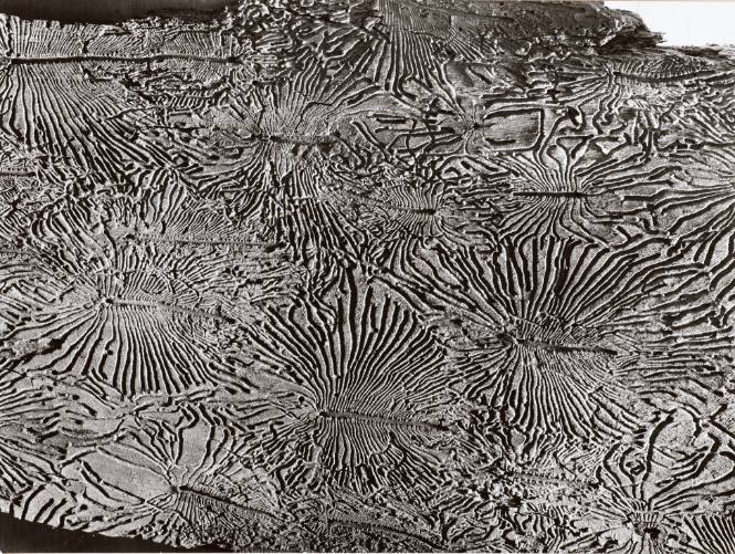 Bark Beetle Tunnels