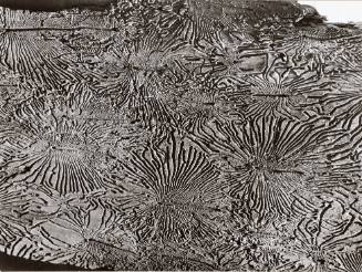 Bark Beetle Tunnels