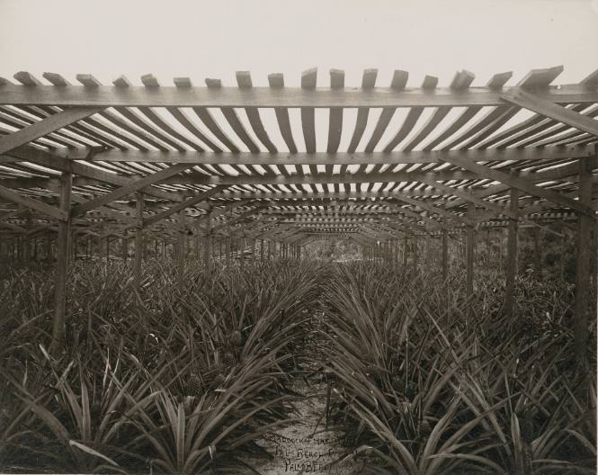 Maddock & Matthams’ Palm Beach Pinery, Palm Beach, Florida