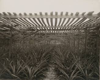 Maddock & Matthams’ Palm Beach Pinery, Palm Beach, Florida