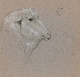 Sheep Head