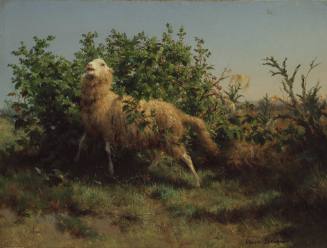 Sheep Scratching on a Bramble Bush