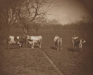 Study of Cows