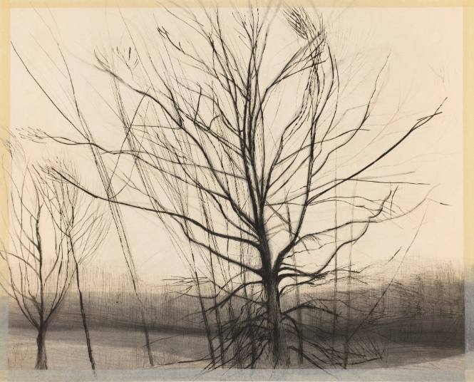 The Pin Oak at the Pond