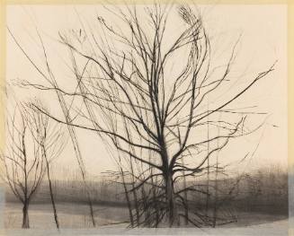The Pin Oak at the Pond