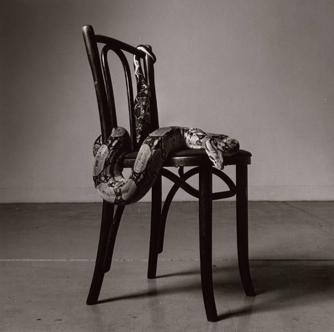 Skippy on a Chair (I)