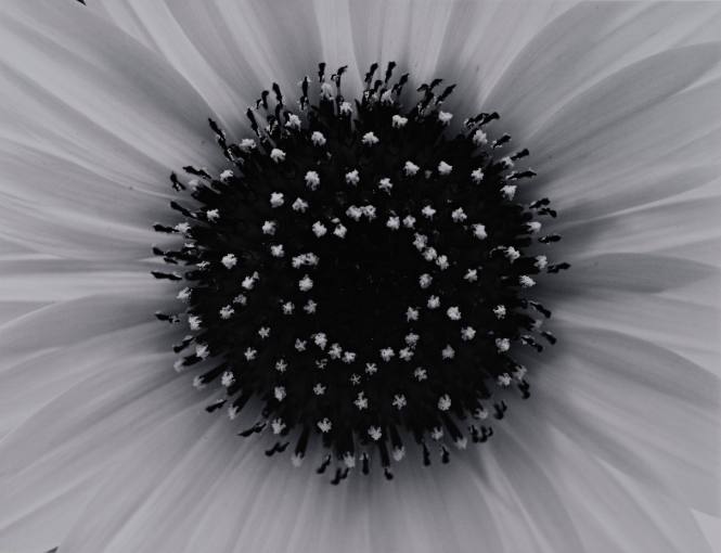 Sunflower, Winthrop, Massachusetts