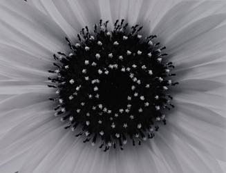 Sunflower, Winthrop, Massachusetts