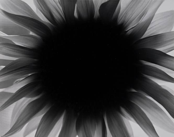 Sunflower, Winthrop, Massachusetts
