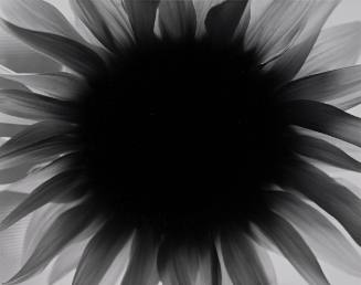 Sunflower, Winthrop, Massachusetts