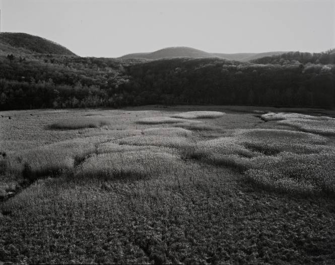Salisbury Meadow from Iona Island, New York