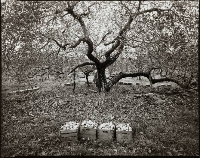 Old Rhode Island Greening Apple Tree, Milton New York