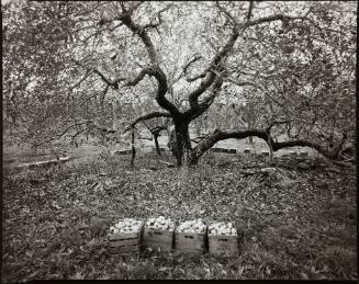 Old Rhode Island Greening Apple Tree, Milton New York