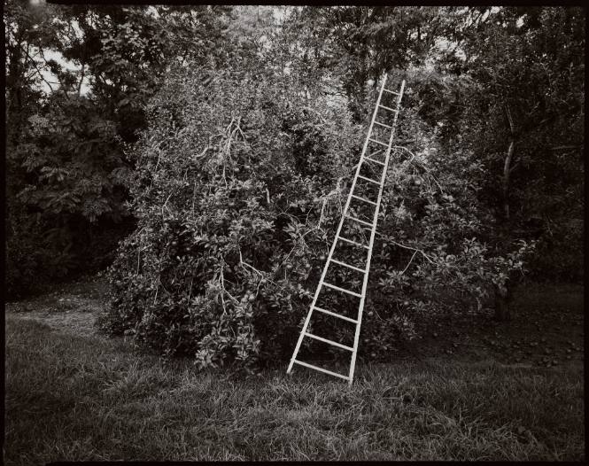 Apple Tree and Ladder, Conger, New York