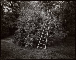 Apple Tree and Ladder, Conger, New York