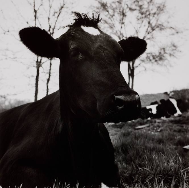 Peter Hujar