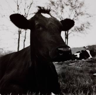 Face of a Dark Cow Lying Down, Hyrkin Farm