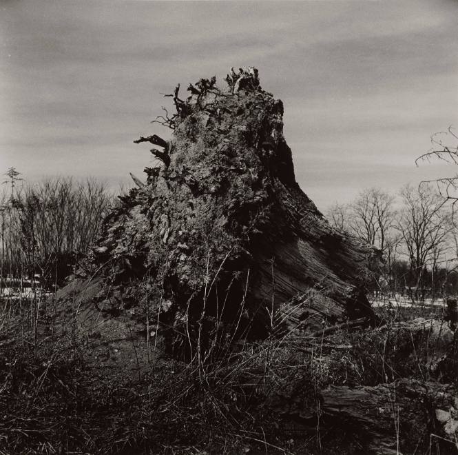 Stump