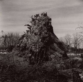 Stump