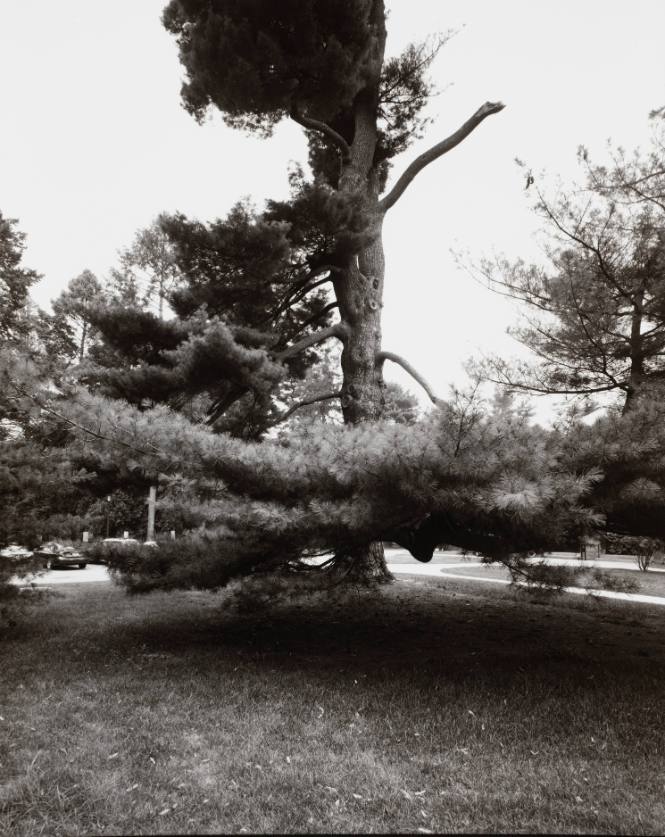 Eastern White Pine (Pinus strobus), west of Ely Hall