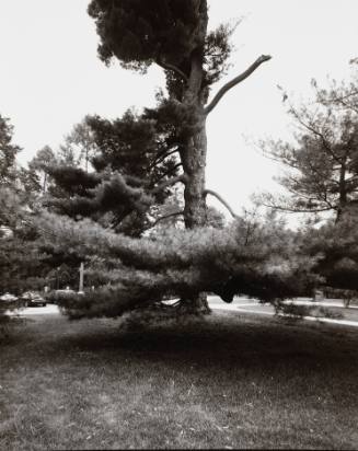 Eastern White Pine (Pinus strobus), west of Ely Hall