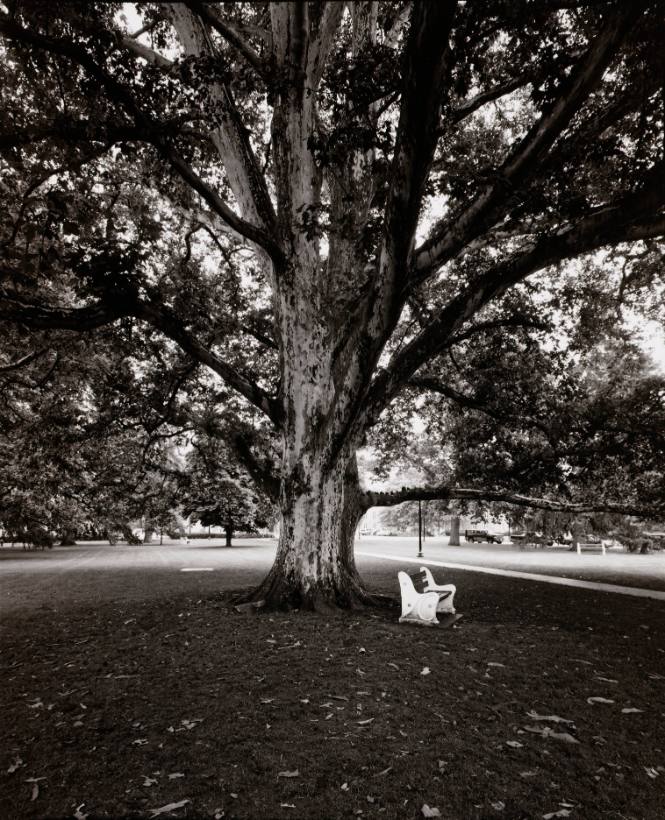 London Plane Tree (Plantanus x acerifolia), library lawn