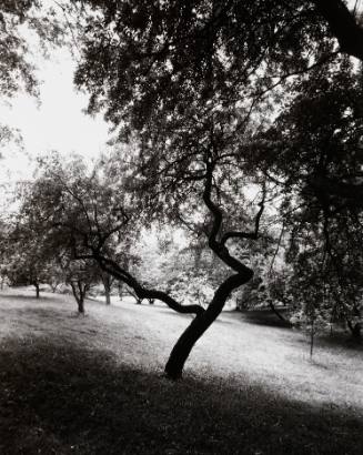 Flowering Crabapple (Malus spp.), orchard above Sunset Lake