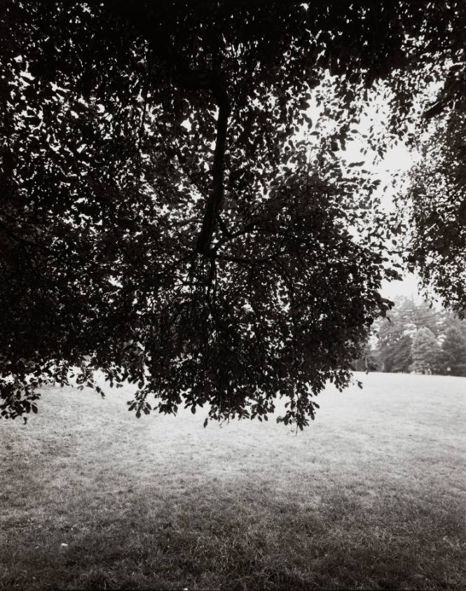 European Beech (Fagus sylvatica), Walker Field House